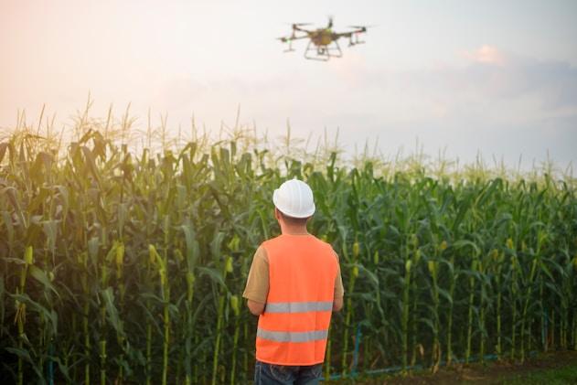 Agricultural worker monitoring a drone over a cornfield