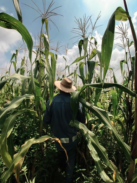 Farmer walking through a maize field