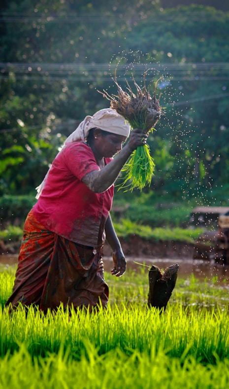 Farmer working in a rice paddy field