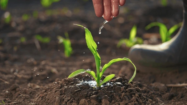 Agronomy Support illustration